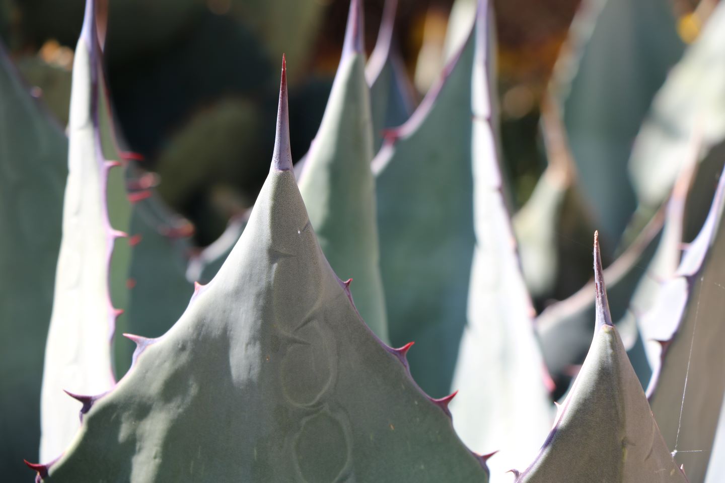 Havard's Century Plant